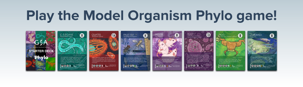 Play the Model Organism Phylo game.