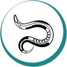 C. elegans logo